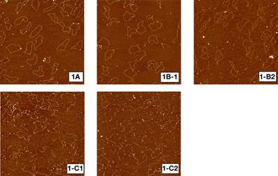 Proton induced DNA double strand breaks at the Bragg peak: Evidence of enhanced LET effect